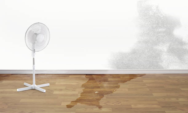 Best Water damage restoration experts  in Vista, CA