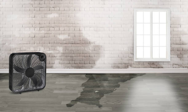 Best Professional water damage repair  in Vista, CA